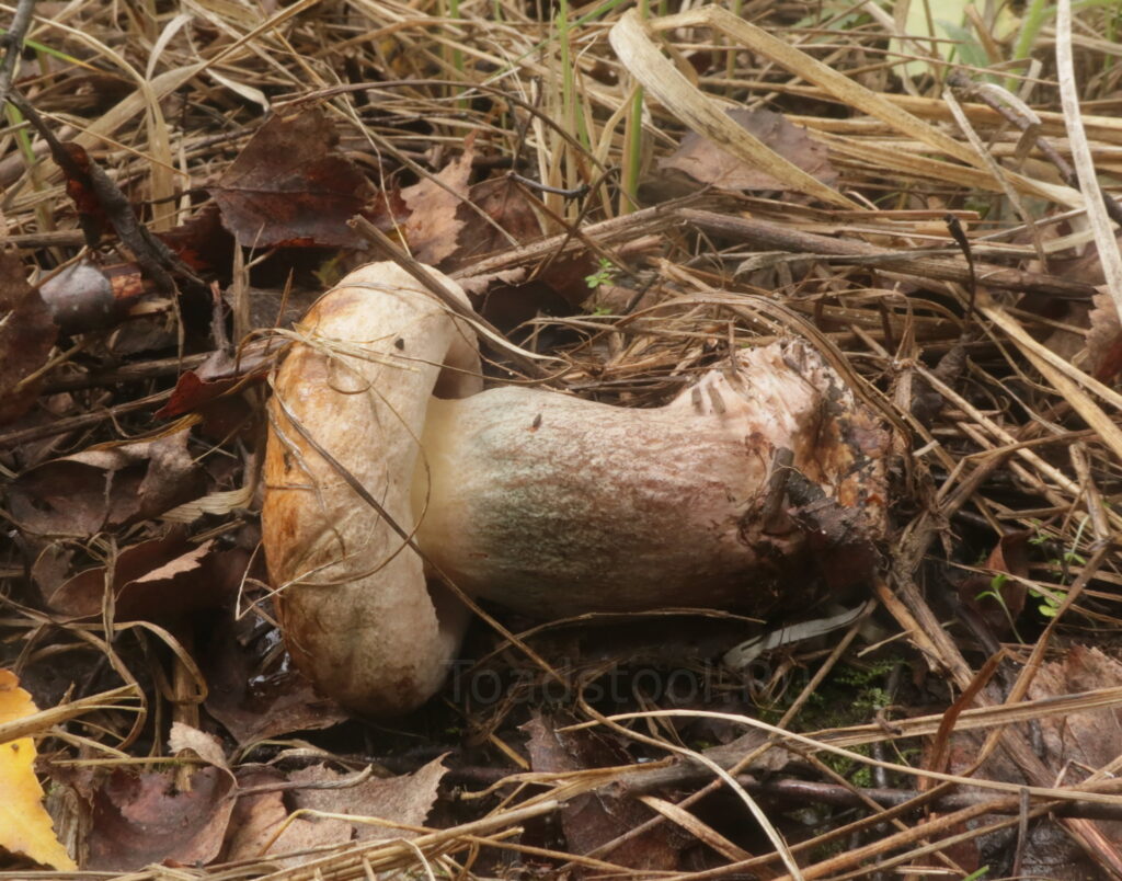 Свинушка аммиачная, Paxillus ammoniavirescens