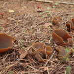 Пецица коричневая, Peziza badia