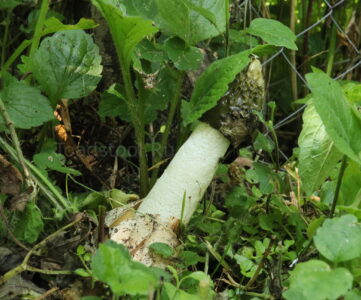 Веселка обыкновенная, Phallus impudicus