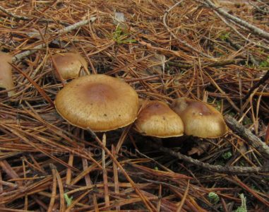 Чешуйчатка смешанная, Pholiota mixta