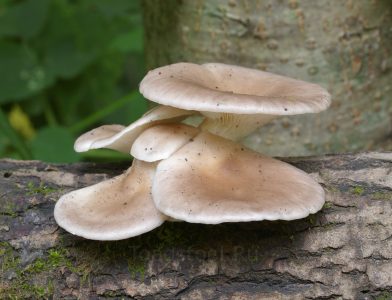 Вешенка рожковидная, Pleurotus cornucopiae