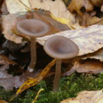 Говорушка бокаловидная, Pseudoclitocybe cyathiformis