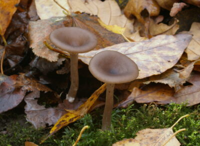 Говорушка бокаловидная, Pseudoclitocybe cyathiformis