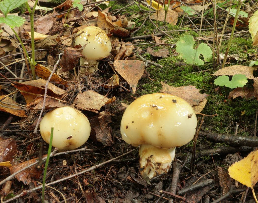 Russula foetens, Валуй