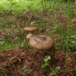 Сыроежка Келе, Russula queletii