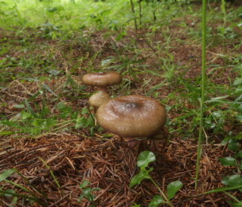 Сыроежка Келе, Russula queletii