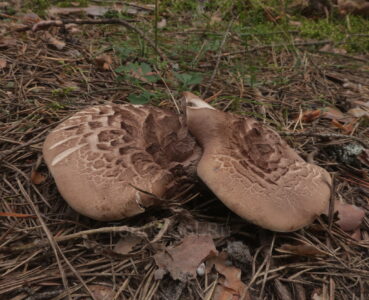 Ежовик пестрый, Sarcodon imbricatus