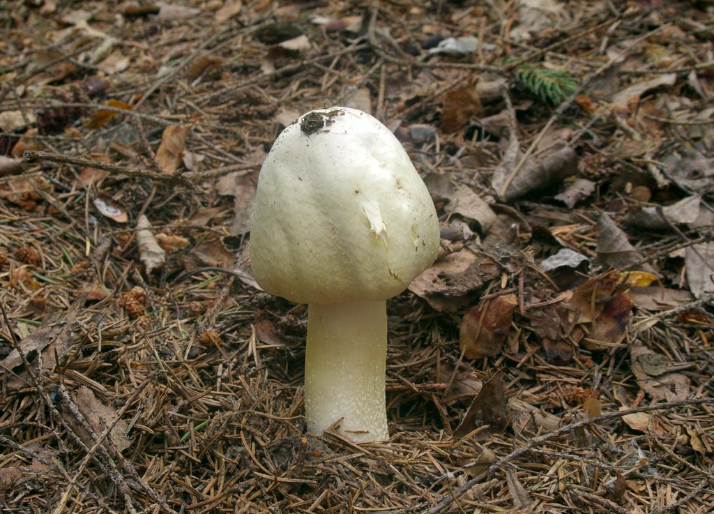 Шампиньоны - съедобные грибы