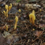 Спатулярия желтоватая, Spathularia flavida