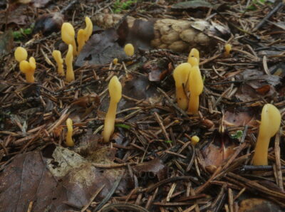 Спатулярия желтоватая, Spathularia flavida