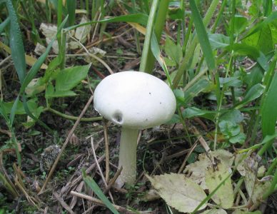 Строфария черносеменная, Stropharia melanosperma