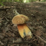 Дубовик оливково-бурый, Suillellus luridus