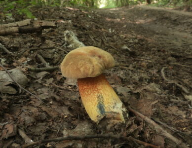 Дубовик оливково-бурый, Suillellus luridus
