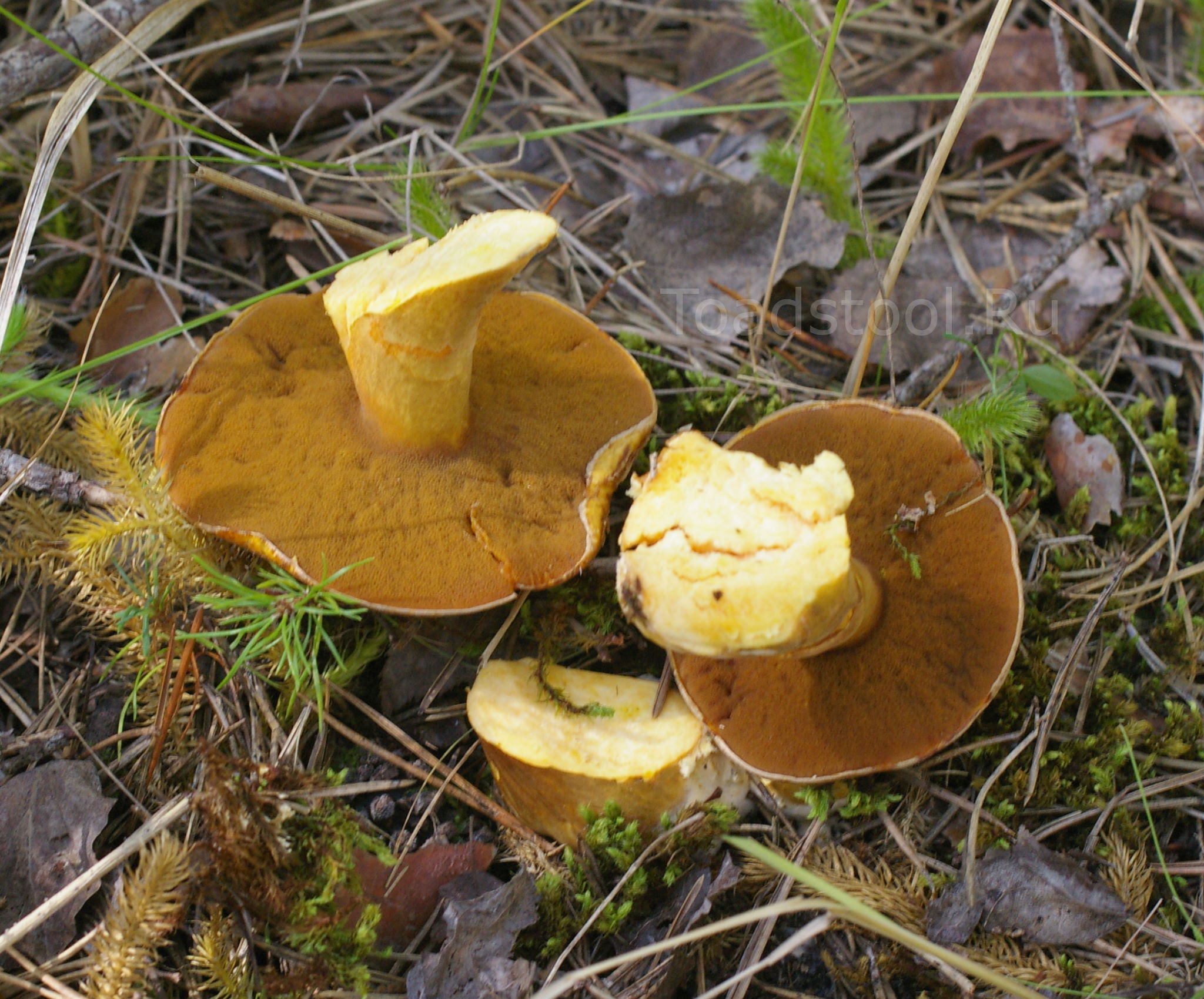 Как называется гриб похожий. Моховик гриб. Гриб моховик лиственничный. Масленок моховик. Масленок моховик желто бурый.
