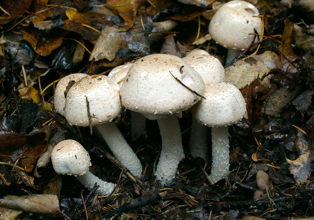 Лошадиный гриб (45 фото)