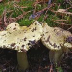 Зеленушка, Tricholoma equestre