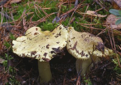 Зеленушка, Tricholoma equestre