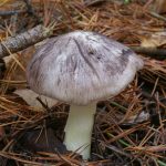 Рядовка штриховатая, Tricholoma portentosum