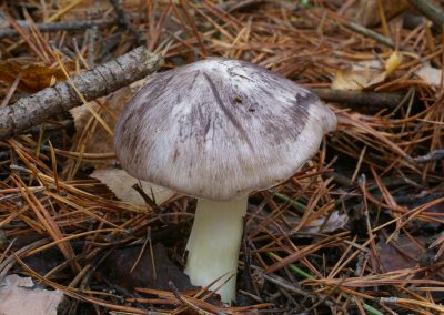 Рядовка штриховатая, Tricholoma portentosum