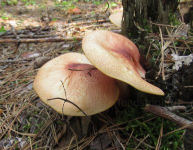 Рядовка желто-красная, Tricholomopsis rutilans