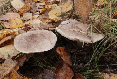 Рядовка резная, Tricholoma scalpturatum