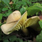 Рядовка серная, Tricholoma sulphureum