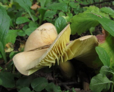 Рядовка серная, Tricholoma sulphureum