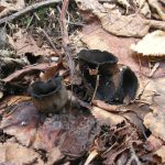 Урнула бокаловидная, Urnula craterium