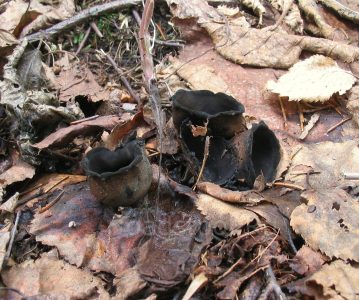 Урнула бокаловидная, Urnula craterium