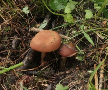 Коллибия скороспелая, Gymnopus ocior