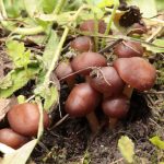 Коллибия скороспелая, Gymnopus ocior