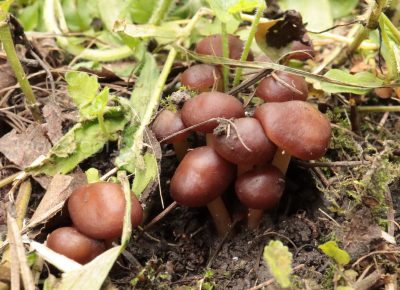 Коллибия скороспелая, Gymnopus ocior