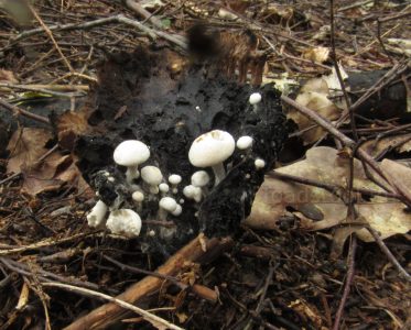 Астерофора дождевиковая, Asterophora lycoperdoides