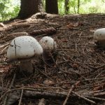 Шампиньон Бенеша, Agaricus benesii