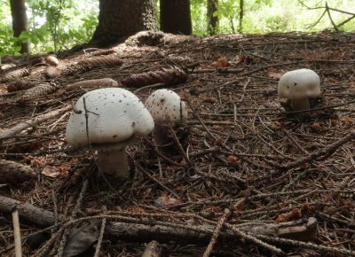 Шампиньон Бенеша, Agaricus benesii