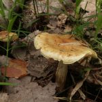 Чешуйчатка изящная, Pholiota elegans