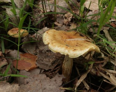 Чешуйчатка изящная, Pholiota elegans