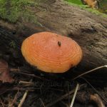 Rhodotus palmatus, Родот дланевидный