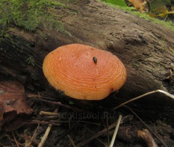 Rhodotus palmatus, Родот дланевидный