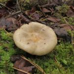 Сыроежка охристая, Russula ochroleuca