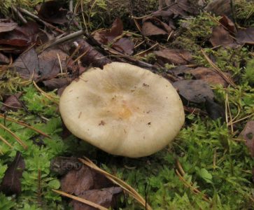 Сыроежка охристая, Russula ochroleuca