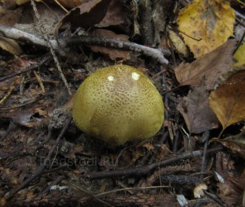 Рядовка лиственная, Tricholoma frondosae