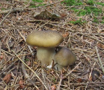 Рядовка репоногая, Tricholoma rapipes