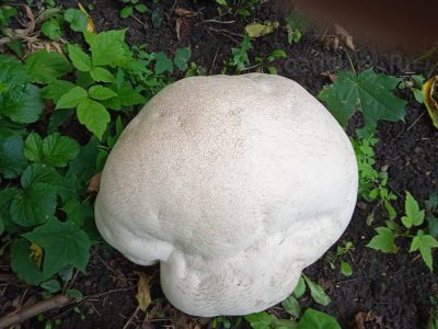 Головач гигантский, Calvatia gigantea