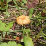 Marasmius curreyi, Негниючник Карри