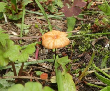 Marasmius curreyi, Негниючник Карри