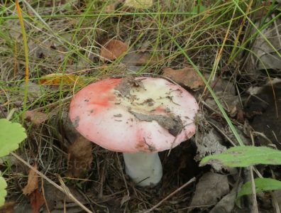 Сыроежка выцветающая, Russula exalbicans