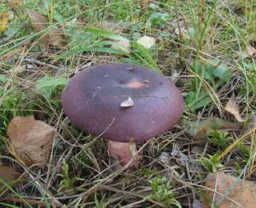 Сыроежка буреющая, Russula xerampelina