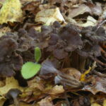 Вороночник извилистый, Craterellus undulatus