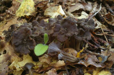 Вороночник извилистый, Craterellus undulatus